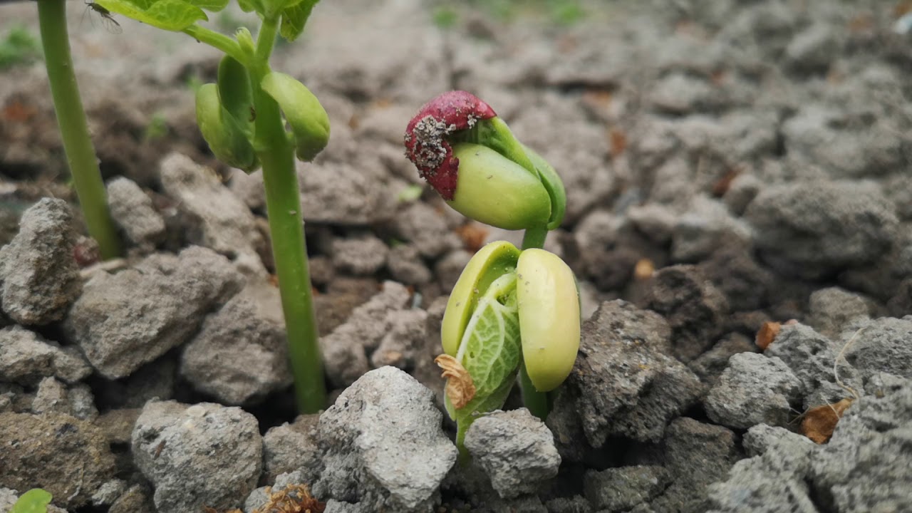 How beans grows | plant growing - YouTube