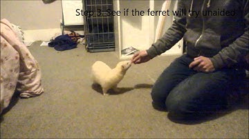 Teach your ferret to spin to a word or hand signal