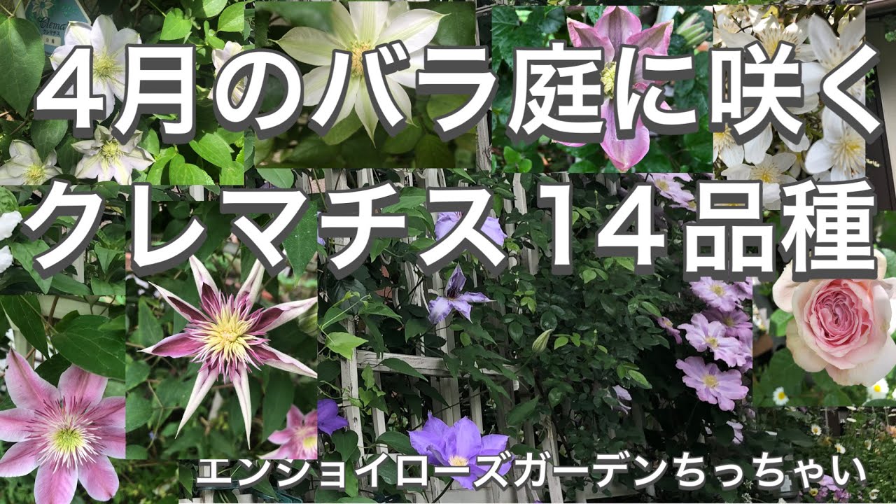 4月の薔薇庭に咲くクレマチス14品種 カトーマニージョー モンタナエリザベス モンタナスノーフレーク 満州黄 白馬 マルチブルー ピンクレッド ジョセフィーヌ Hfヤング ミスベイトマン 等 Youtube 4月の薔薇庭に咲くクレマチス14品種 カトーマニージョー モンタナエリザベス モンタナスノーフレーク 満州黄 白馬 マルチブルー ピンクレッド ジョセフィーヌ Hfヤング ミスベイトマン 等 Youtube