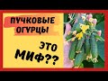 Пучковые огурцы: миф или реальность?