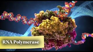 Molecular Biology as an Evidence of Evolution