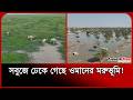 সবুজে ঢেকে গেছে ওমানের মরুভূমি! । Oman News । Desert । Camel । Probash Time