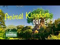 Secret Tips For  Disney's Animal Kingdom 2018