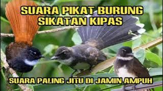 SUARA PIKAT SIKATAN KIPAS RIBUT ‼️MP3 TERBUKTI AMPUH