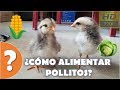 ¿Como alimentar pollitos bebes?  HD