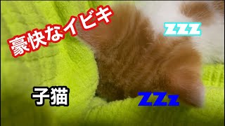 【激レア】子猫が豪快にイビキをかいているだけの動画です by 猫’s（ネコズ ）チャンネル 411 views 1 year ago 46 seconds