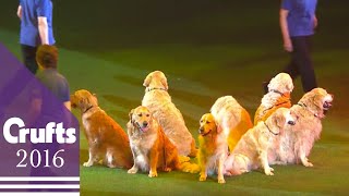 Southern Golden Retriever Display Team | Crufts 2016