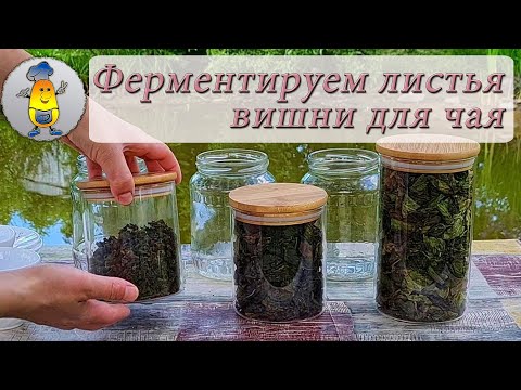 Ферментированный чай из вишневых листьев | Как ферментировать листья вишни от А до Я