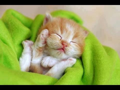 [funny cat pictures] Cute Kittens in Pics Part 2 | Cats in Pics 