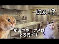 【あるある】中小企業でよくある理不尽だと感じる事　【猫ミーム】