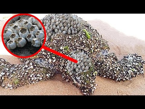 Видео: Спасение черепах залива Акумал - Сеть Матадор