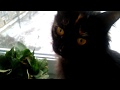 Chantilly-tiffany cat watches for a dog の動画、YouTube動画。