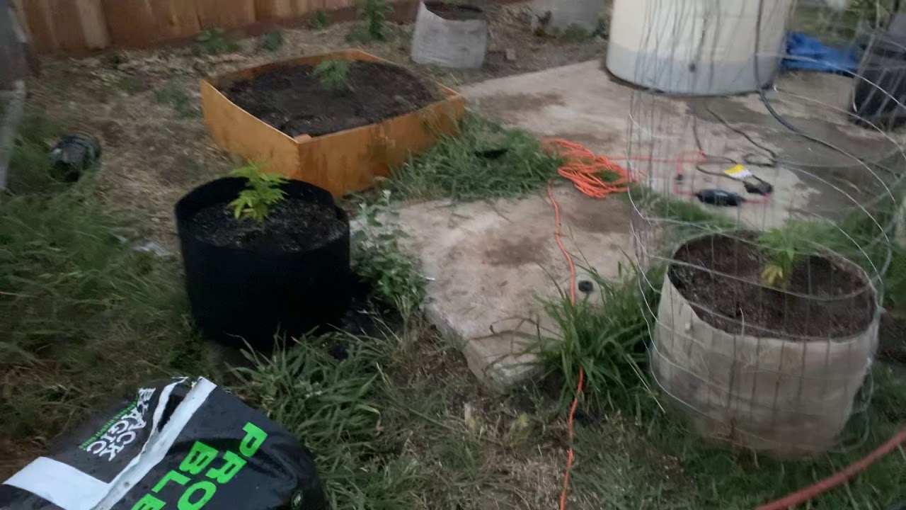 Outdoor cannabis  2020 season