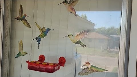 Review: Bilantan Window Hummingbird Feeder
