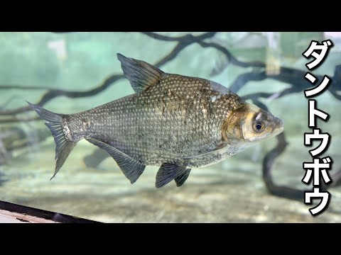 Catching and Raising the Invasive "Dantoubou" Fish from China