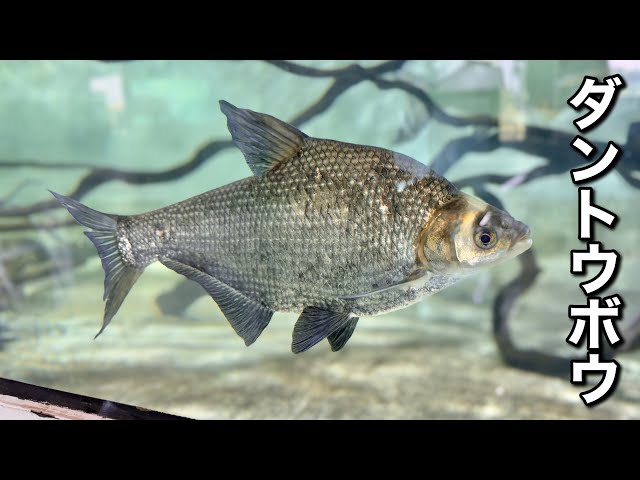 中国原産の外来魚「ダントウボウ」を捕まえて飼育してみる