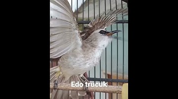 Trucuk Garuda Gaya petarung gaes 😀