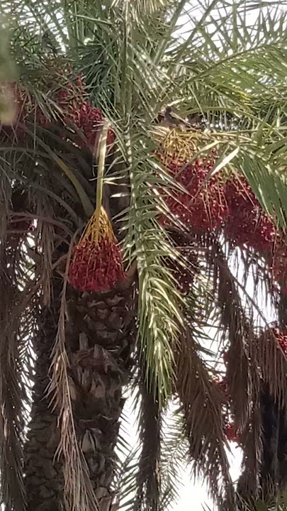 Palm tree. natural sounds