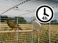 Canary Singing - Timbrado Canary Training Video