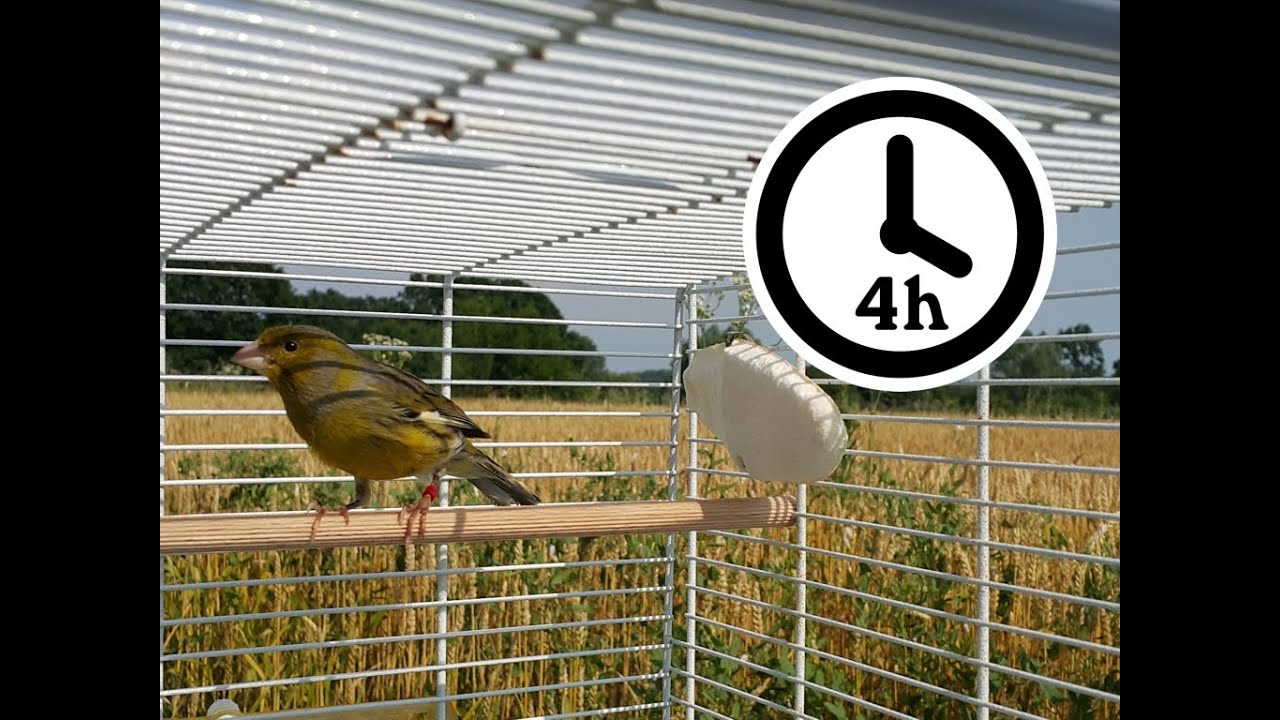 Image showcasing Canary Singing - Timbrado Canary Training Video - YouTube