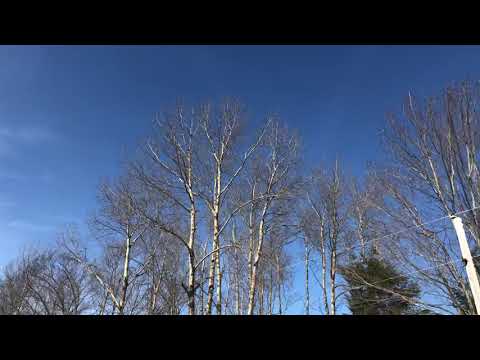 Video: Hom Birches (56 Duab): Ntau Yam Thiab Ntau Yam Zoo Nkauj Hauv Russia, Liab-nplooj Thiab Cherry, Curly Thiab Ntshav, Tiaj Tiaj Thiab Lwm Yam Tsiaj