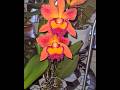 Rlc Chief Sweet 'Orange' a stunningly coloured cattleya orchid hybrid, a real must have!