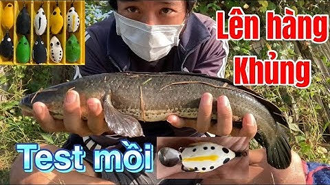 Câu cá lóc | lên cá khủng với mồi tự làm | Rong Chơi Miền Tây | 4k #fishing #lurecaloc #nhaihoi