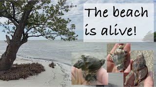 The beach is alive! Beachcombing a Florida beach looking for critters and awesome shells!