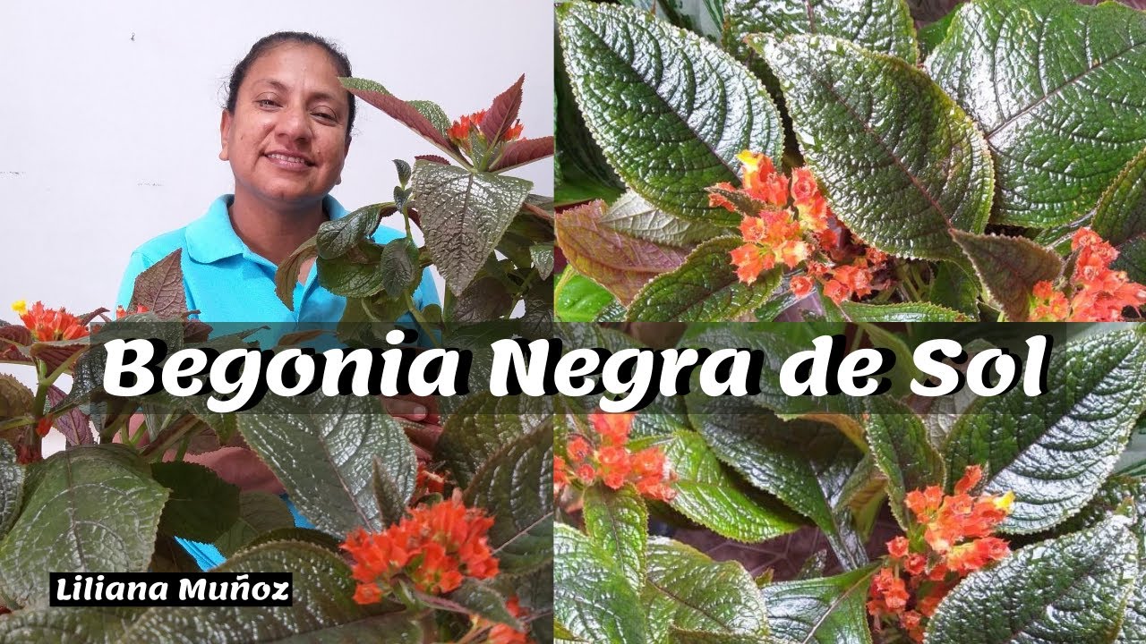 BEGONIA NEGRA| DE SOL / Liliana Muñoz - thptnganamst.edu.vn