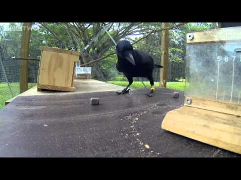 Corvo solucionando problemas - Inside the Animal Mind -  Episode 2   BBC Two