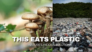 Meet the Mushrooms That Eat Plastic!