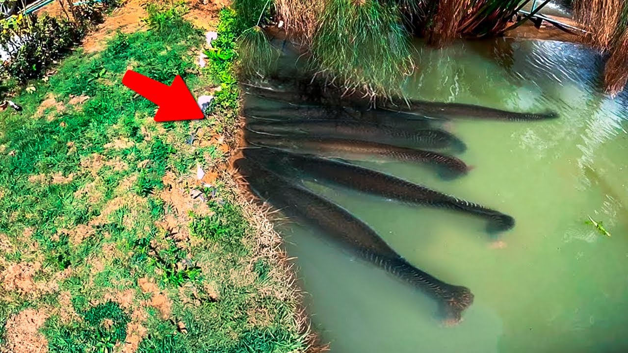 200 Choses Incroyables Filmés par des Caméras. Best Of du Mois