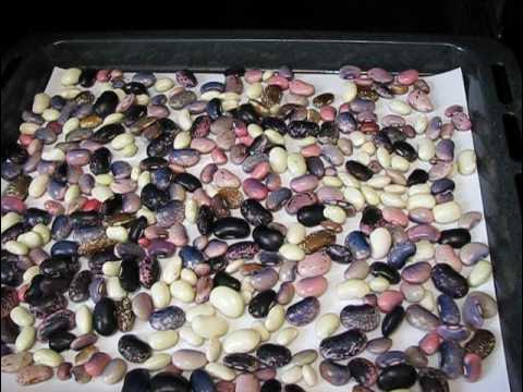 Продукты из фасоли. Как высушить фасоль. Как высушить фасоль. Как хранить фасоль. Способы хранения семян.