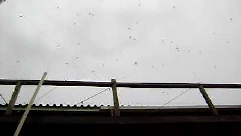 swiftlet test caller