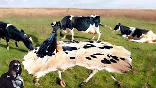 Что Делают Коровы, Когда Им Надоедает Трава? Ошибки в Природе Одна на Миллион
