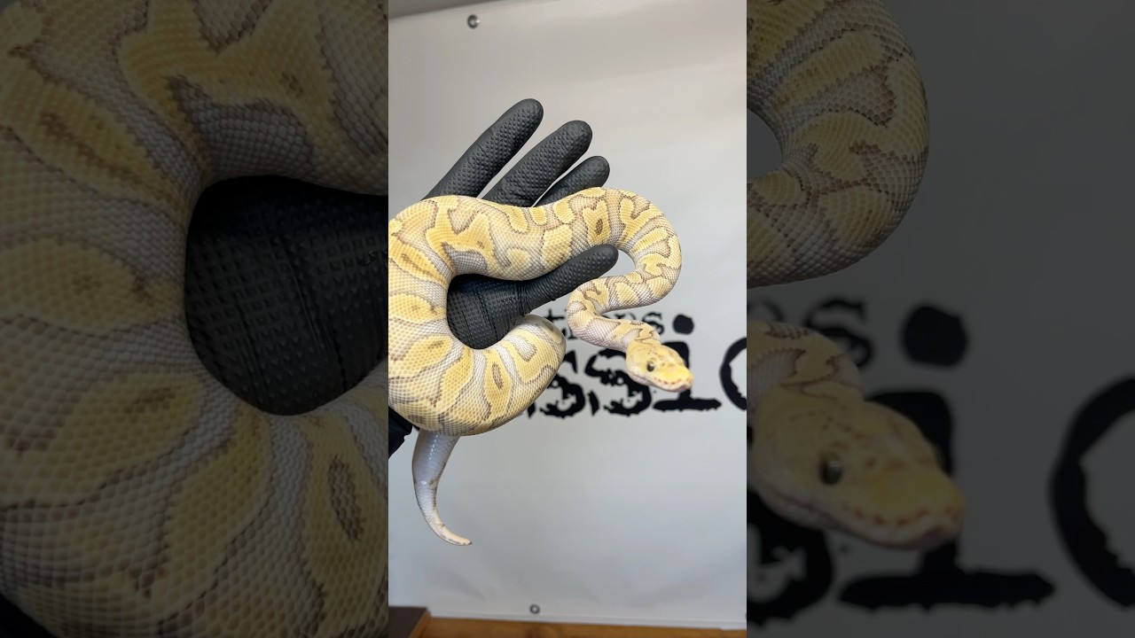 Ghi Fire Pastel Clown Female #pythonregius #snake #hodowlawęży #reptiles #pyton #animals #ballpython