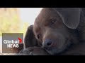 Scientists to study DNA of Bobi, world&#39;s oldest dog