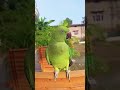 mai tota mai tota #parrot #cute #birds #funny #greenparrot #maintota #funniestvideo #funny #tiku