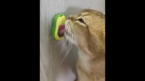 Cute Avocado Cat Toy - Catnip-Infused, Teeth-Cleaning Ball for Cats