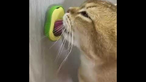 Cute Avocado Cat Toy - Catnip-Infused, Teeth-Cleaning Ball for Cats