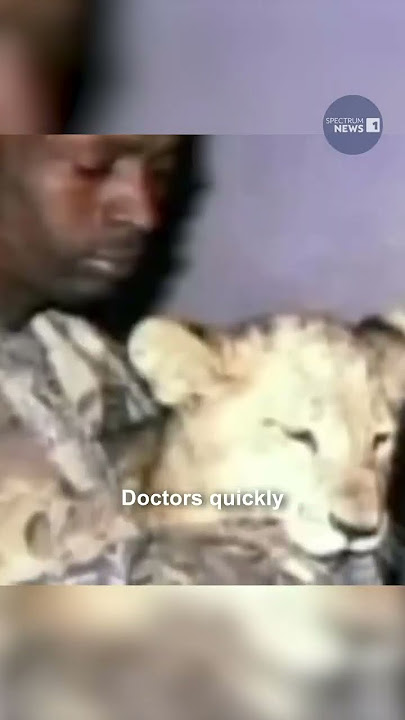 NYPD Officer Recounts Capturing a 400-pound Tiger in NYC Apartment #SpectrumNews #MingTheTiger