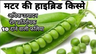 Top 5 hybrid pea seeds.।।मटर की उन्नत किस्मे।अधिक उत्पादन देने वाली।।