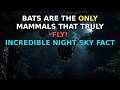 Bats Are the ONLY Mammals That Truly Fly! Incredible Night Sky Fact