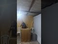 Destaque ao vivo