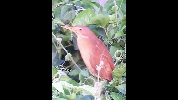 Cò lửa - cò rán 🔥