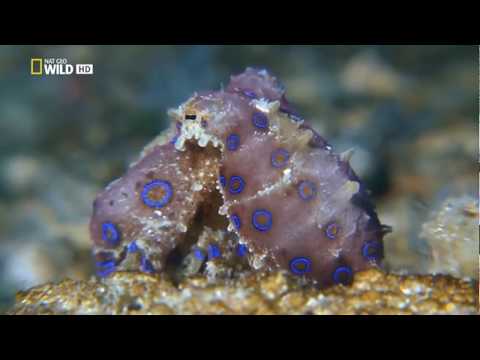 Vídeo: Grandes Edificios Escondidos En El Fondo De Los Mares - Vista Alternativa