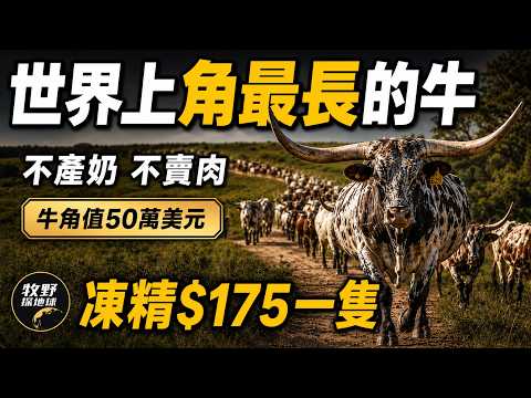 世界最長角公牛，不賣肉不產奶，冷凍精液175美元一支還被搶著買？一對牛角憑什麼值50萬美元【牧野探地球】