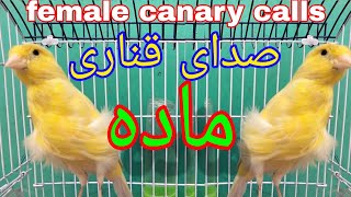 صدای ماده قناری مست برای تحریک کردن قناری نر | Female canary calls for male canary training