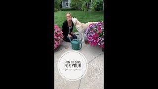 Petunia Care || Care for Petunias || SuperTunia Care 🌸🌸🌸