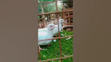 شاهد أجمل و أغلى أنواع يمام الياكريم 